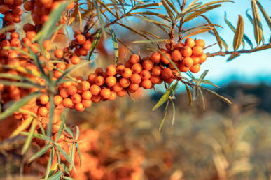 Well With Sea Backthorn